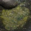 Cooksnap dari Rista Ayu Mawarti untuk resep Sambel Tomat Lombok Ijo