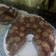 Cooksnap dari wuri untuk resep Polkadot Inner Pudding