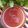 Sumita Roychowdhury's cooksnap of when they made তরমুজের শরবত।(Watermelon Juice recipe in Bengali).