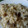 El cooksnap de LaNeveraCeliaca cuando hizo Risotto de setas al romero.