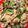 Long Island NY Foodie's cooksnap of when they made Creamy Bacon, Mushroom & Thyme Chicken.