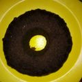 Cooksnap dari Delyla Adjam untuk resep Chocolatos brownies kukus