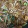 Cooksnap Zuraidah Abu Bakar semasa beliau membuat Kuey Teow Goreng Seafood.