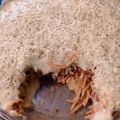Cooksnap dari Ghina Nurul untuk resep Lasagna lumer dan sedaaaap