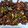Cooksnap dari NerissAudyta untuk resep Bulgogi (Korean Beef BBQ)