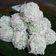 Cooksnap dari Naila Azkadina untuk resep Kelepon Ketan