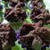 Cooksnap dari Atika Hasan untuk resep Bolkus coklat choco chip
