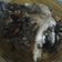 Cooksnap dari siddha tantri untuk resep Gurame bakar happy call