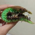 Cooksnap dari Igha Nurmayanti untuk resep Martabak Teflon
