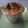 Cooksnap dari IzzaHan untuk resep 1. Klappertart Wilton