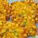Cooksnap dari Asharina J untuk resep Bakwan Jagung Kriuk ala Menado