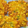 Cooksnap dari Asharina J untuk resep Bakwan Jagung Kriuk ala Menado