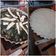 El cooksnap de Anto Storino cuando hizo Tarta de espinacas y salsa blanca.