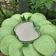 Cooksnap dari Neneng untuk resep Serabi tepung beras kuah #recook