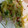 kristielynne40's cooksnap of when they made Fried Cabbage & Bacon.