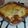 Izzy069's cooksnap of when they made Easy Ravioli Lasagna Bake.