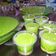 Cooksnap dari Hilmawaty untuk resep Puding lumut vla durian