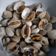 Cooksnap dari Tanti Prasetyo untuk resep Kerang dara rebus