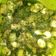 Cooksnap dari Laila Adzani untuk resep Tumis cumi, telor puyuh cabe ijo.. Keto
