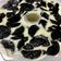 Cooksnap dari Nila Aviana untuk resep Puding susu oreo