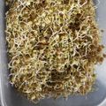 El cooksnap de Lizzy cuando hizo Germinados 🌱 lentejas orgánicos.