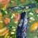 Cooksnap dari Tri Reni untuk resep Sup Ikan Patin Daun Kemangi