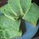 Cooksnap dari desvy lorenita untuk resep Roti tawar pandan