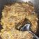 Cooksnap dari ranny Niesh untuk resep Orak-arik Telur Toge Baso | Menu Sehari-hari