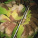 Cooksnap dari Wienski Lv untuk resep Bolu cokelat pandan kukus