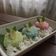 Cooksnap dari difa rachmayanti untuk resep Putu bambu pandan kukus tanpa bambu