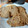 El cooksnap de Allison Scarlett cuando hizo Pan Pita de Avena Casero.