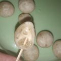 Cooksnap dari leley untuk resep Cimol Keju + Tips Kopong dan No Meledak