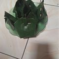 Cooksnap dari "Siti Rum Asidqia" untuk resep Tape Ketan Hitam #RabuBARU