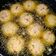 Cooksnap shazrina semasa beliau membuat Vadei Kacang Soya(Vadai):Moittainai.