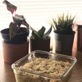 Cooksnap dari Nia - Mimakuki untuk resep Egg potato baked