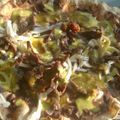 El cooksnap de Paola Bobadilla cuando hizo Tlayudas Oaxaqueñas.