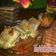 Cooksnap dari Mila Kurniawan_PawonMincan untuk resep Martabak telur (kulit homemade)