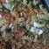 El cooksnap de Sandra Sunny cuando hizo Ensalada de pasta.