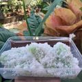 Cooksnap dari evirosmiyati untuk resep Lupis ketan
