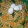 Cooksnap dari Nursolihi Insani (Ny. Handoko) untuk resep Mie goreng bumbu halus