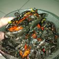Cooksnap dari Icha Mansyur untuk resep Sotong tinta hitam 😘