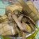 Cooksnap dari Riesfi untuk resep Tipat/ketupat metode 5.30.7