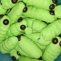 Cooksnap dari Nur Elsamela untuk resep Semprit susu bentuk ulat daun