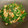i❤️beauty 愛料理 的 韭菜花炒蛋 cooksnap