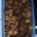 Cooksnap dari Naynay nayla untuk resep #10 Cilok Endul Takaran Sendok