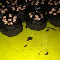 Cooksnap dari Dapur Ummi untuk resep Brownis Oreo (Kukus)