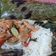 Cooksnap dari Bundana Rafanara untuk resep Nasi Bakar Ayam
