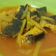 Cooksnap dari Fifi Alfida untuk resep Gabus kuah kuning
