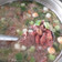 Cooksnap dari yekti untuk resep Sup iga kacang merah "brenebon soup"