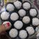 Cooksnap dari desak ayusasniwati untuk resep Chessy Snow Ball (Putri Salju)